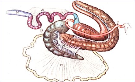 Equine Intestinal Tract Image