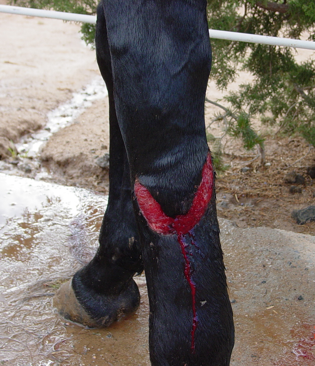 Leg Wound Before Suturing copy