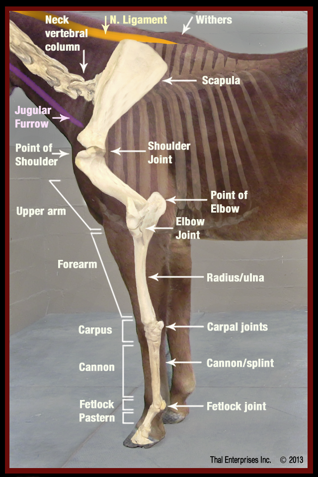 Equine Front Limb Anatomy - Horse Side Vet Guide