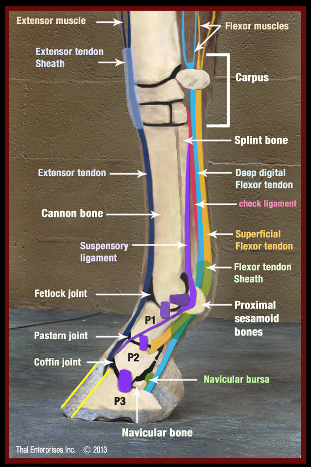 FINAL QR - Equine Lower Front LImb Side View No. 2