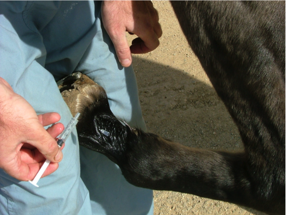 The author has placed a needle alongside the palmar digital nerve and is preparing to inject local anesthetic to “block the nerve”.This will numb the heel and sole of the hoof.