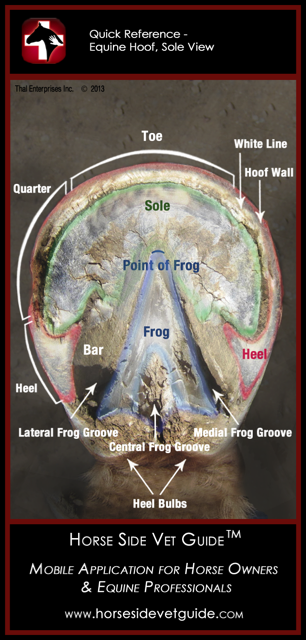 Equine Hoof Anatomy - Horse Side Vet Guide