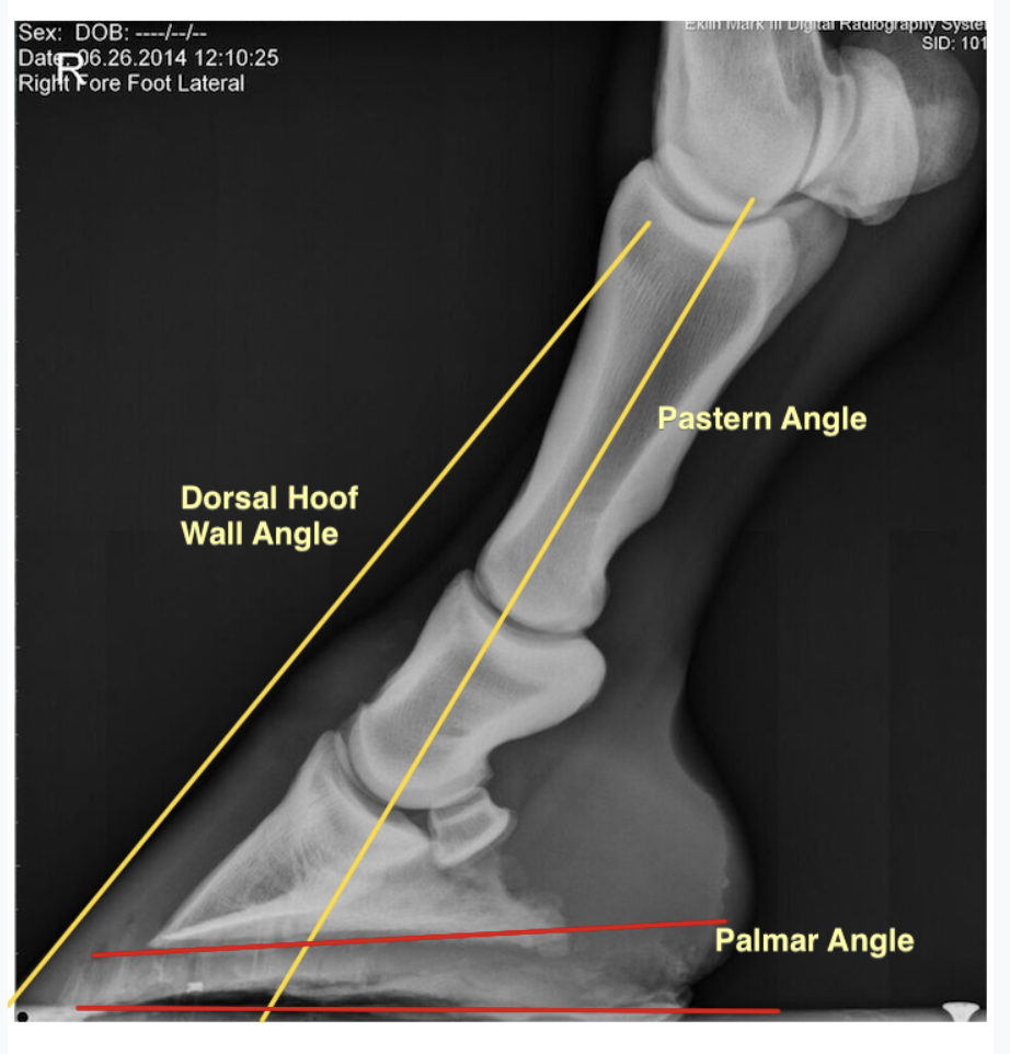 In contrast, A side (lateral) view of a limb showing ideal alignment of dorsal hoof wall and pastern angles.