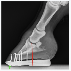 A side (lateral) view of the lower limb is very important to assess hoof/pastern angle and shoeing. This view shows that the shoe is placed further forward than might be ideal.