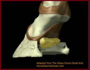 The navicular bone (yellow) shown with the hoof capsule, tendon ligaments and other soft tissues removed.