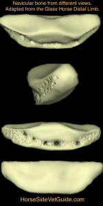 The navicular bone, as viewed from front, side, rear and from 60 degrees looking down.