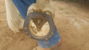 The roller motion bar shoe on the sole of the hoof.