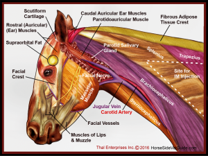 Superficial Structures of Head & Neck FINAL