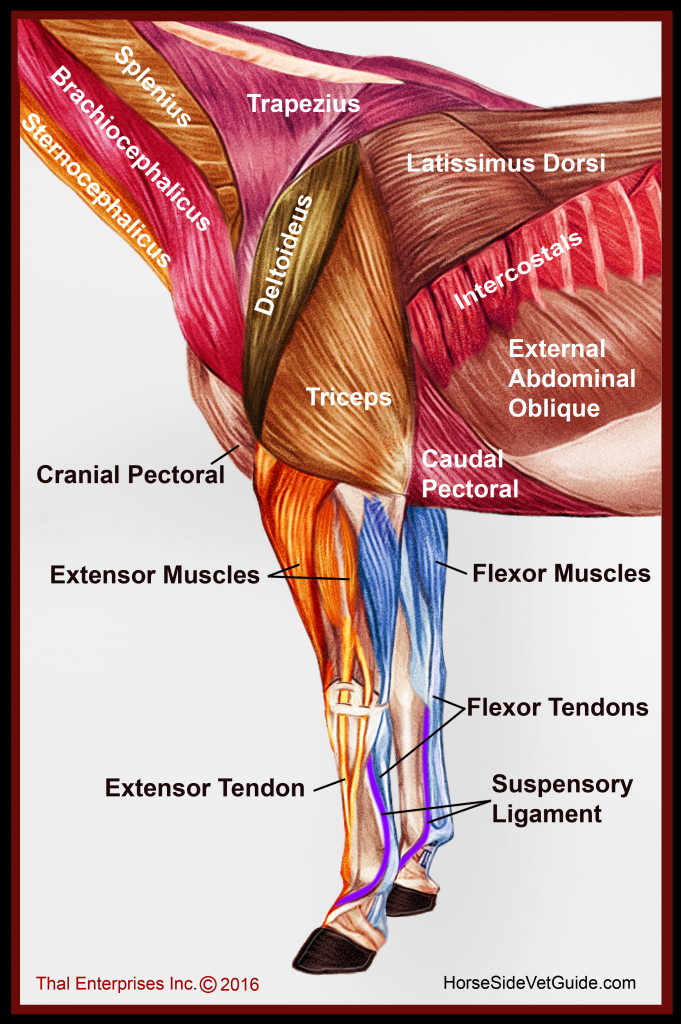 Front limb muscles from side FINAL WITH TYPO FIXED